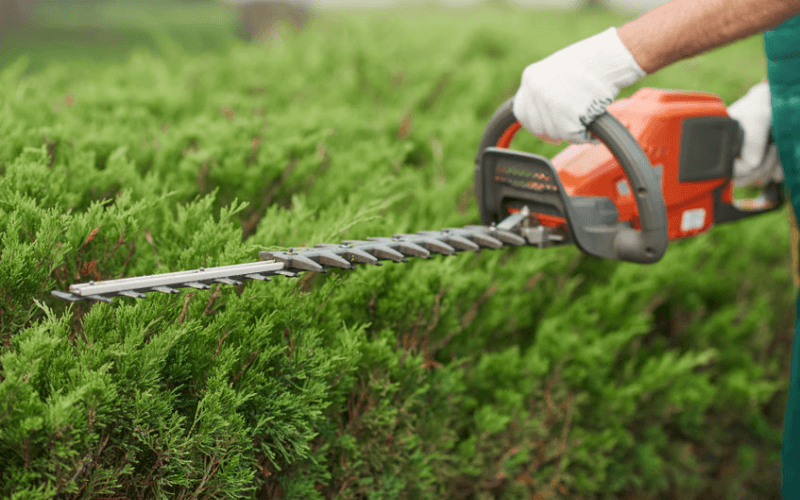 Professional Tree and Shrub Pruning Services in Sarasota FL